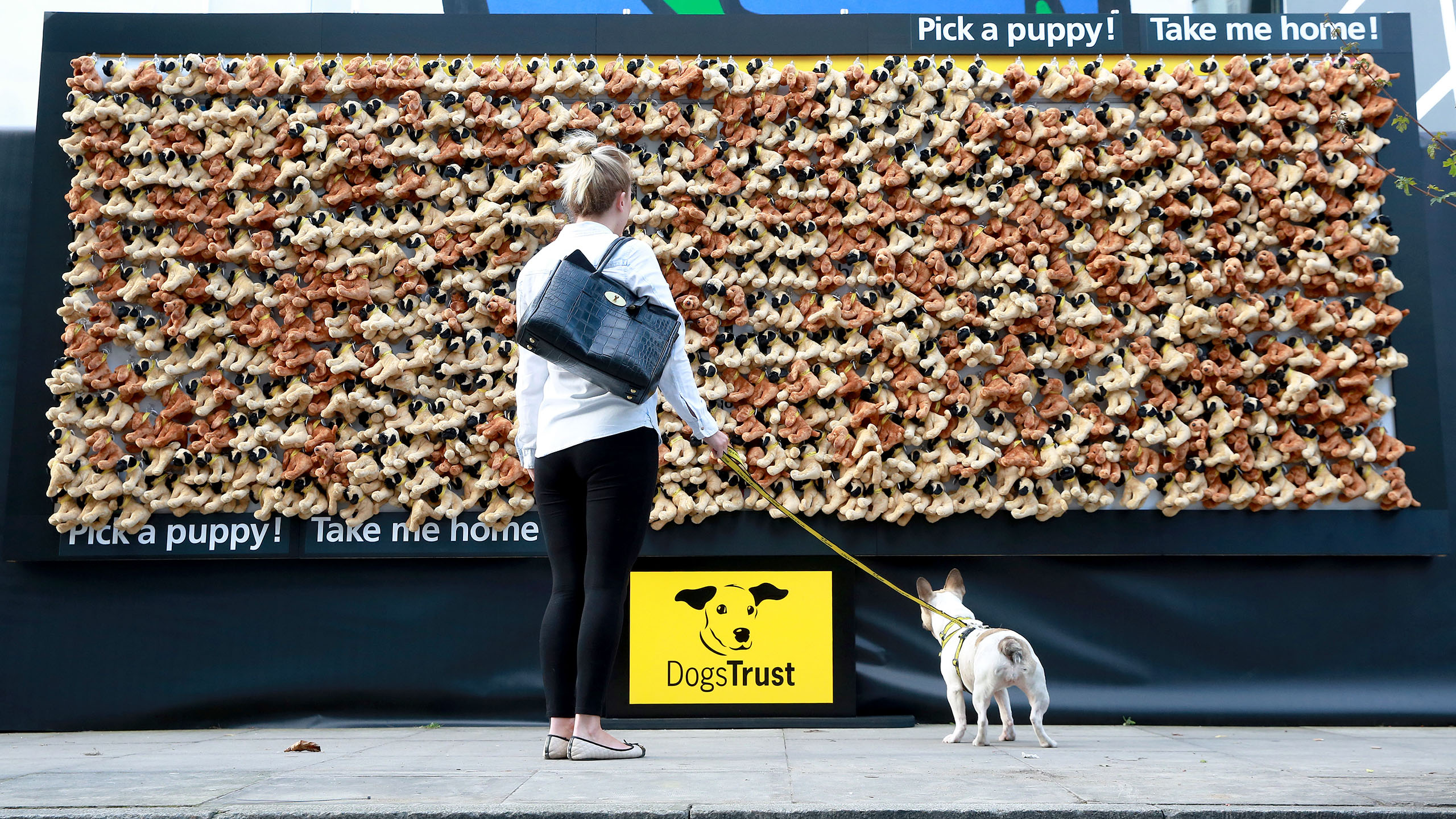 Person and dog in front of experiential billboard