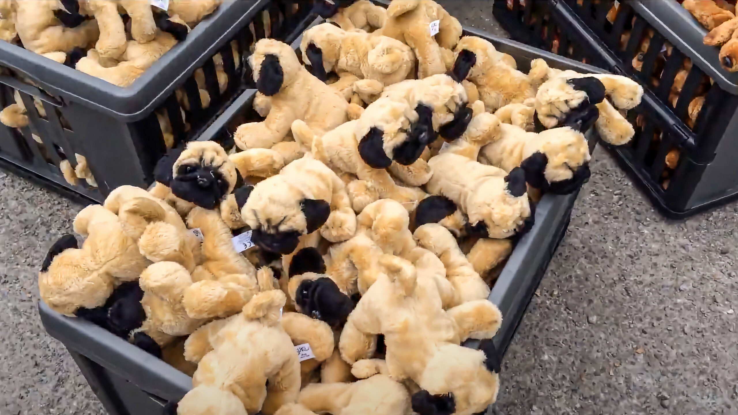 Dogs trust plush toy puppies in container