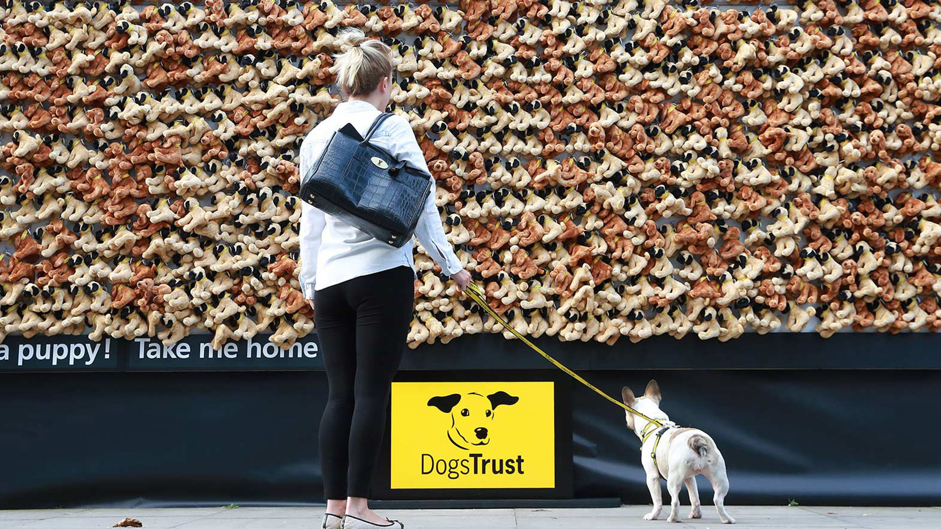 Dogs Trust Experiential Campaign Case Study
